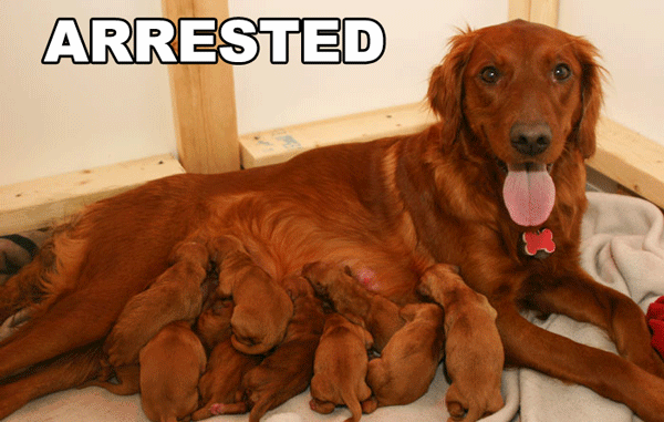 [Image: 141.gif]