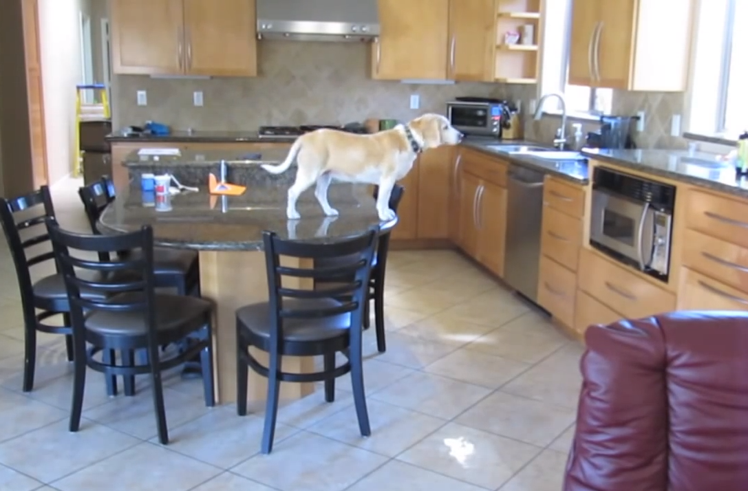 Beagle Steals Chicken Nuggets from Toaster BarkPost