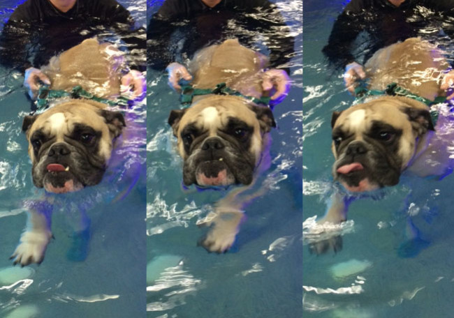 water therapy for dogs feature image water therapy dogs bulldog water therapy for dogs feature image water therapy dogs bulldog