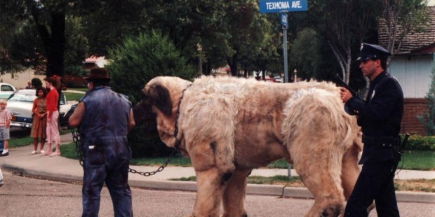 The gallery for --> Hercules The Mastiff The gallery for --> Hercules The Mastiff
