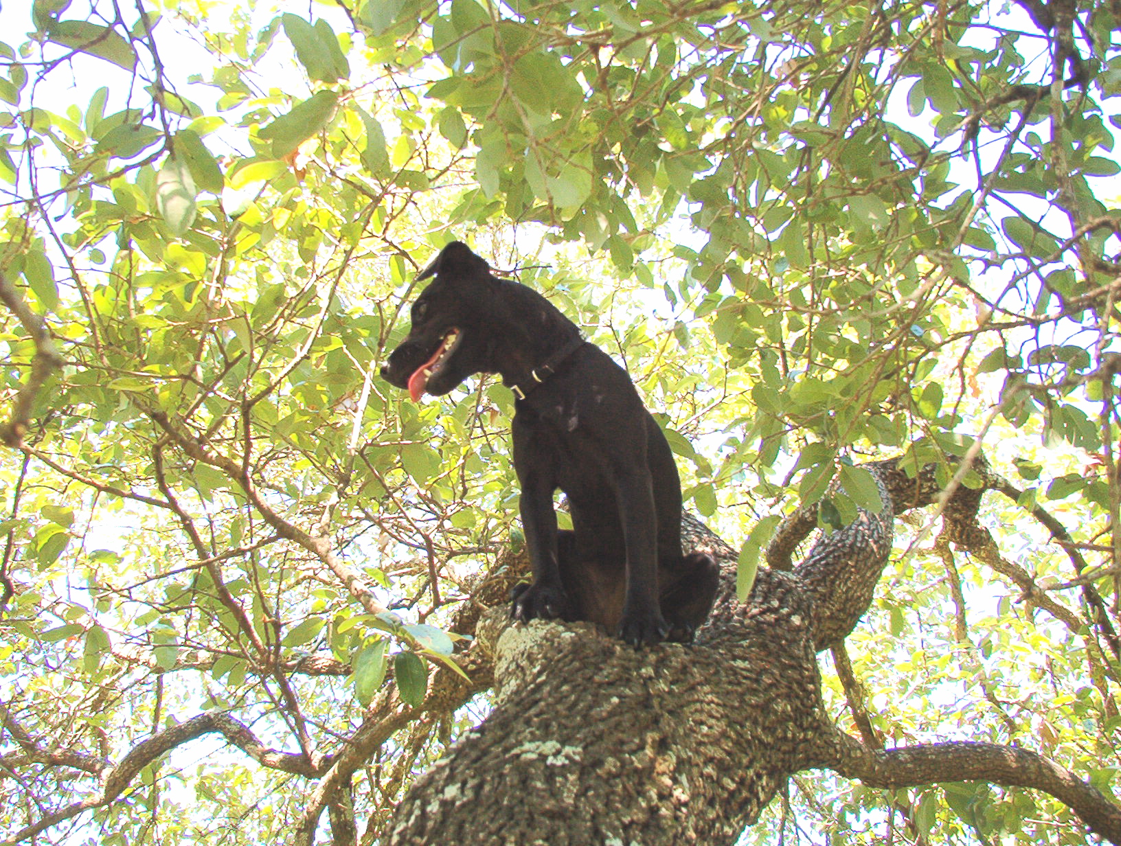 in dogs dogs celebrating arbor day their way in dogs dogs celebrating arbor day their way