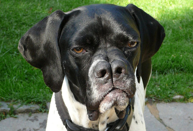 11 Rare Dog Breeds The BarkPost