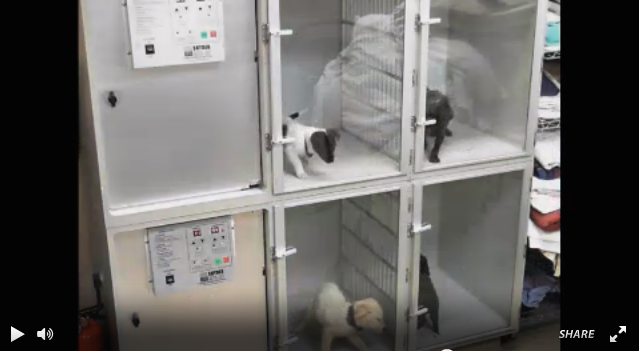 shore animal league puppy the best puppy cams on the whole barkpost shore animal league puppy the best puppy cams on the whole barkpost