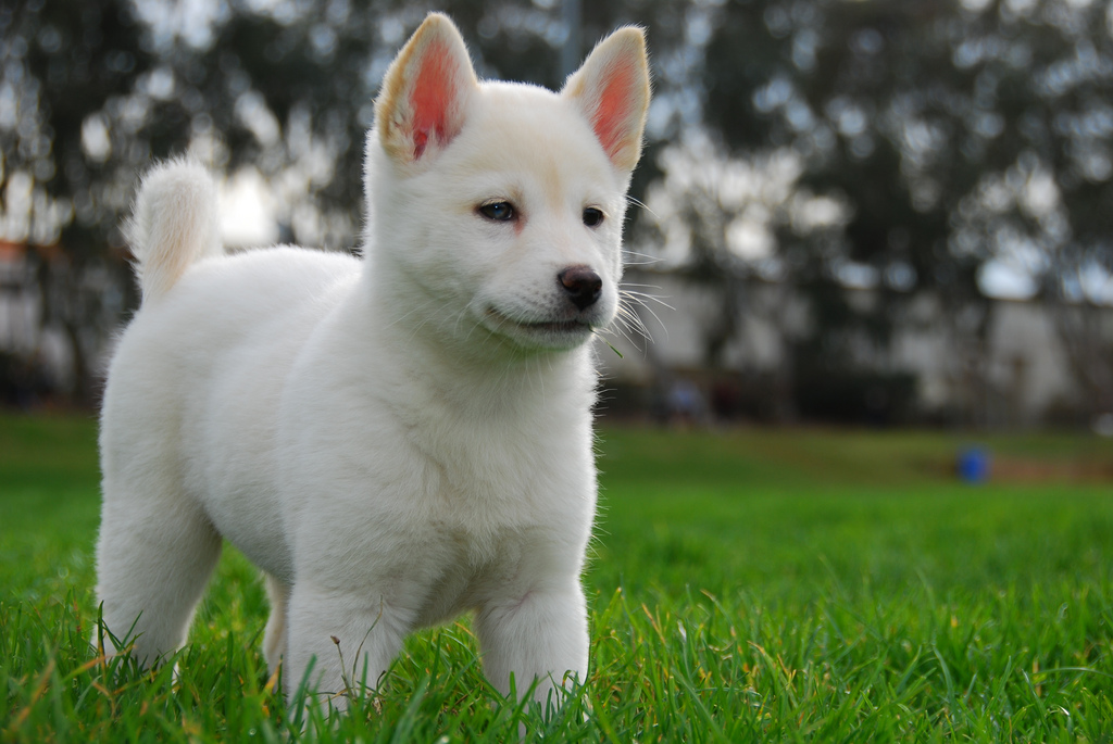 jindo puppies korea s 53rd national treasure is a gorgeous you ve never heard of jindo puppies korea s 53rd national treasure is a gorgeous you ve never heard of