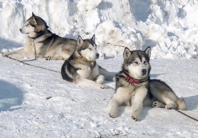 AlaskanMalamute