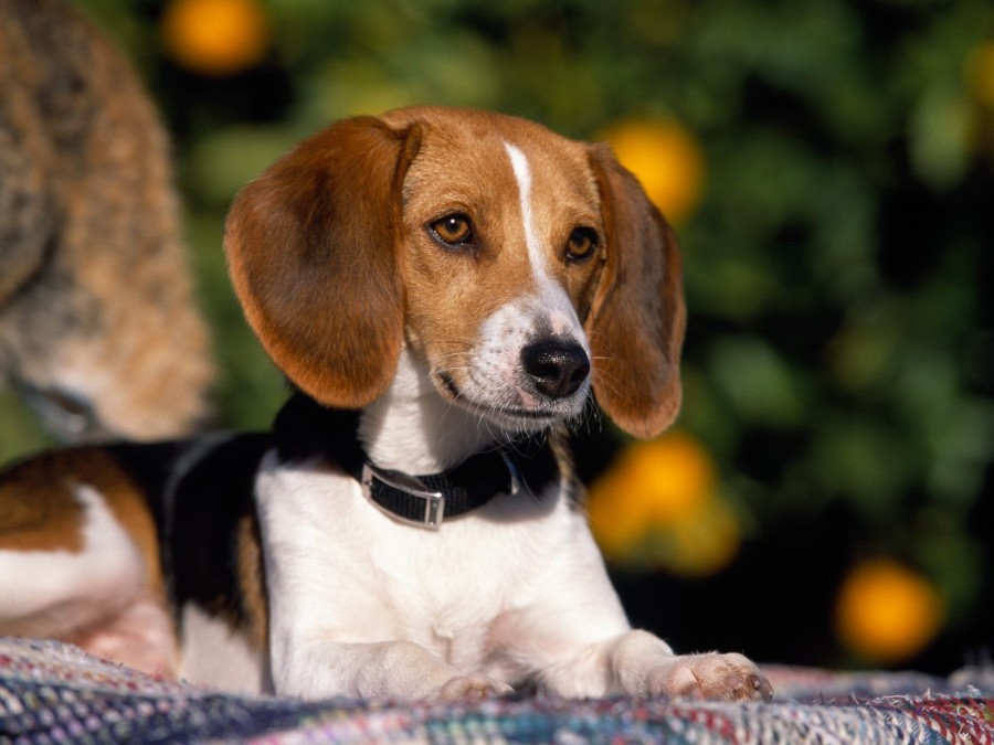 American-foxhound