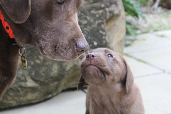 Cripple of Inishmaan producer Martin McCallums dogs Bear, the larger one, and Baloo