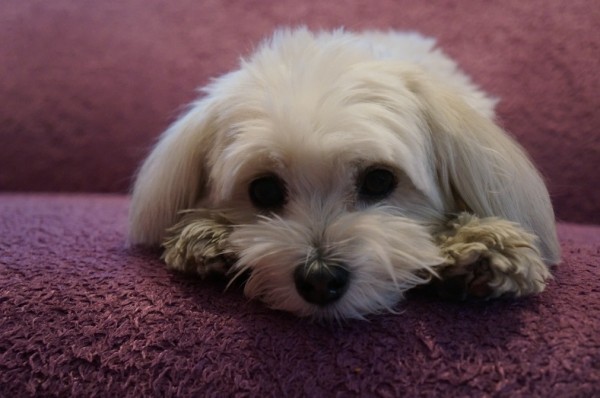 Goldie, Belongs to Arielle Tepper Madover, producer of Cripple of Inishmaan (1)