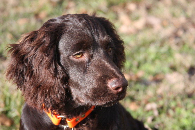 Hoss_Boykin_Spaniel_Profile
