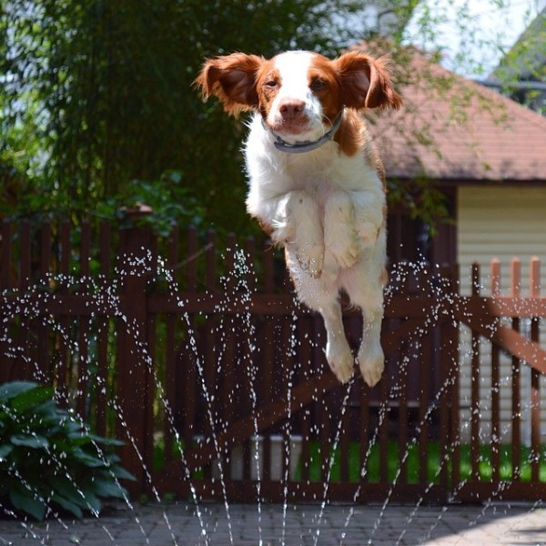 Riley jumps