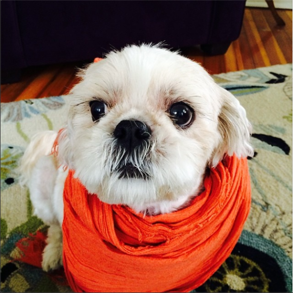 Rufus in scarves, Belongs to Jenna Lauren Freed (1)