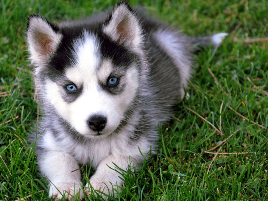 Siberian_Husky_puppy-1-