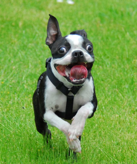 bostonterrier0