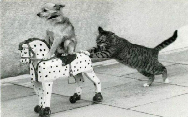dog-riding-a-horse-pushed-by-a-cat-6540