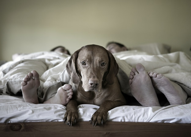 Image from PawPedic.