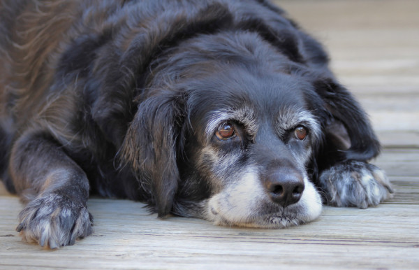 elderly dog