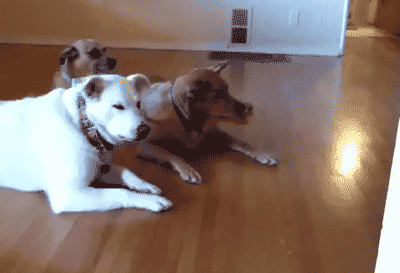 giphy 1