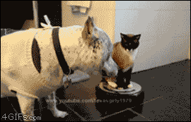 giphy 2