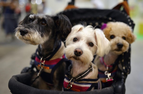 japanese dogs