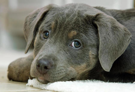 luna-the-plott-hound-mix-6_69168_2012-12-20_w450