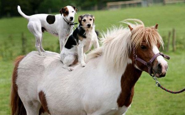 pony_1399008c