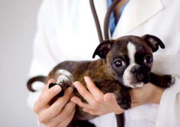 puppyatvet1