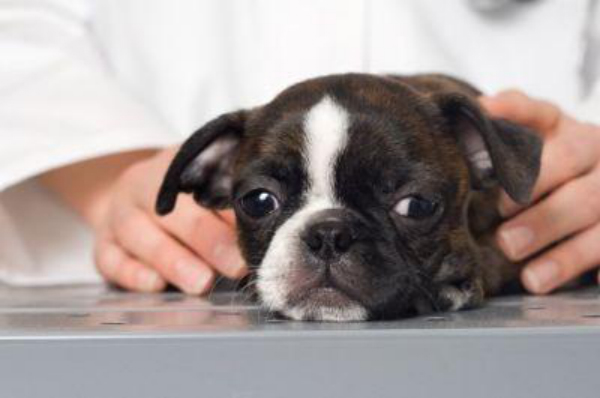 puppyatvet2